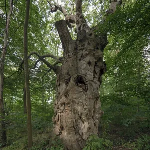 Dead oak tree (Quercus), 400 years old Dead oak tree (Quercus), 400 years old