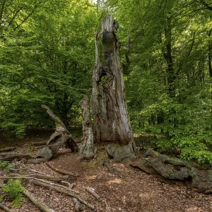 Dead old tree trunk in the Sababurg primeval forest Dead old tree trunk in the Sababurg primeval forest