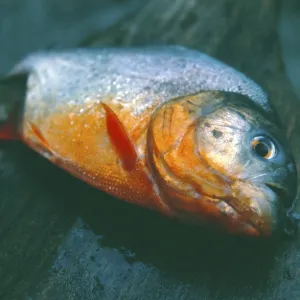 Dead piranha, Amazon region near Iquitos Dead piranha, Amazon region near Iquitos