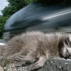 Dead Raccoon (Procyon lotor) Print, Hessen, Germany