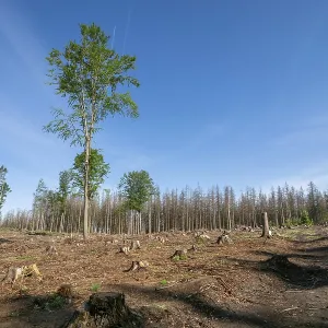 Dead spruces following bark beetle infestation Dead spruces following bark beetle infestation