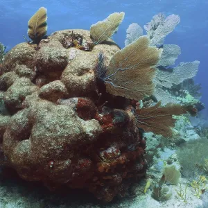 Dead stony coral overgrown with common sea fan (Gorgonia ventalina)