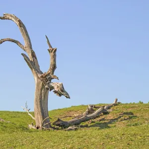 Dead tree