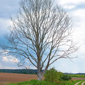 Dead tree on an agricultural road