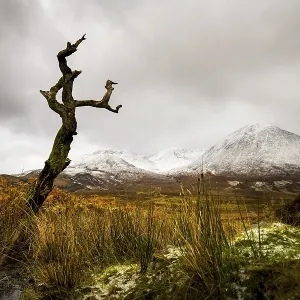 Dead tree in front of Highland landscape with snowy Cullin mountains in the background Dead tree in front of Highland landscape with snowy Cullin mountains in the background