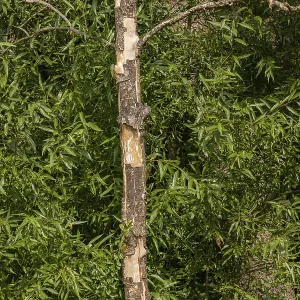 A dead tree loses its bark in front of a green forest A dead tree loses its bark in front of a green forest