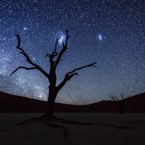 Dead tree in front of starry sky with Milky Way Dead tree in front of starry sky with Milky Way