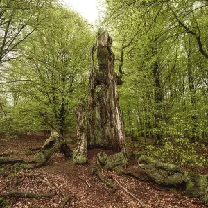 Dead tree trunk in the Sababurg primeval forest Dead tree trunk in the Sababurg primeval forest