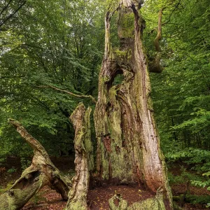 Dead tree trunk in the Sababurg primeval forest Dead tree trunk in the Sababurg primeval forest