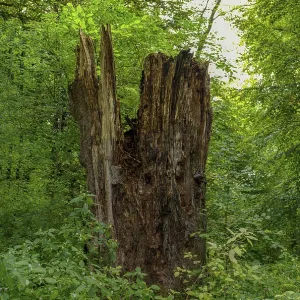 Dead tree trunk in the Sababurg primeval forest