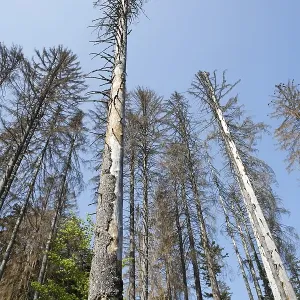 Dead trees after bark beetle attack Dead trees after bark beetle attack