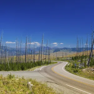 Dead trees standing in Yellowstone - fire ravaged forest in 1988