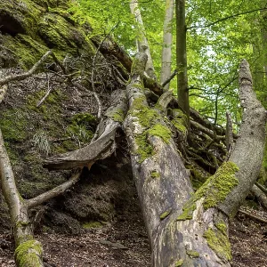 Dead wood and moss covered rocks in the Drachenschlucht near Eisenach Dead wood and moss covered rocks in the Drachenschlucht near Eisenach