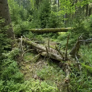 Dead wood in primeval spruce forest