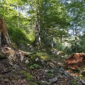 Deadwood in Austria's last primeval forests