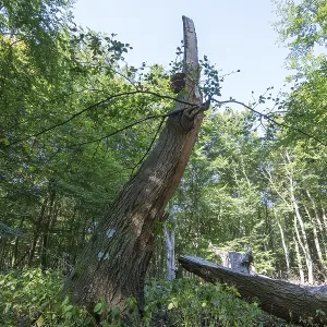 Deadwood in the DarB primeval forest Deadwood in the DarB primeval forest