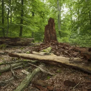 Deadwood of a decayed copper beech (Fagus sylvatica) in a semi-natural deciduous forest Deadwood of a decayed copper beech (Fagus sylvatica) in a semi-natural deciduous forest