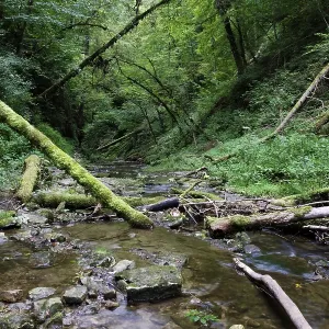 Deadwood in the Gauchachschlucht gorge Deadwood in the Gauchachschlucht gorge
