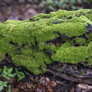 Deadwood overgrown with moss in the forest at Schaumberg
