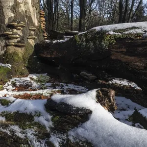 Le bois mort dans la forêt de hêtre en hiver (Fagus sylvatica).