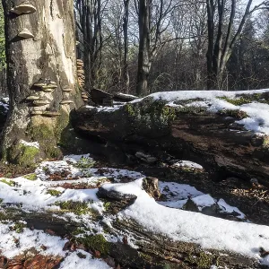 Forêt de hêtraie en hiver à Deadwood.