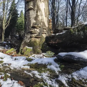 Bois mort dans la forêt de hêtre en hiver (Fagus sylvatica).