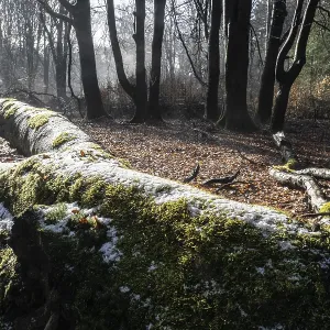 Les arbres morts dans la forêt de hêtre en hiver (Fagus sylvatica).