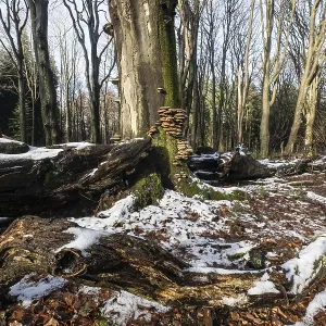 Forêt de hêtre sous la neige à Deadwood.