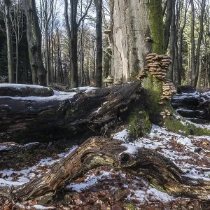Le bois mort dans une forêt de hêtre en hiver (Fagus sylvatica).