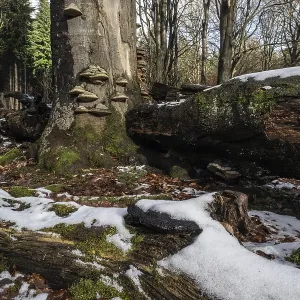 Bois mort dans la forêt de hêtre en hiver (Fagus sylvatica).