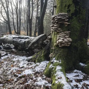 Forêt de hêtres sous la neige à Deadwood.