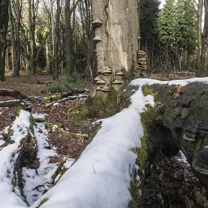 Forêt de hêtre en hiver à Deadwood.