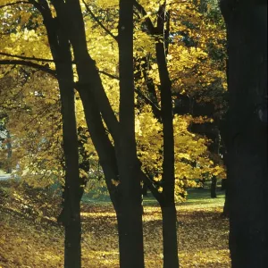 Deciduous forest Deciduous forest