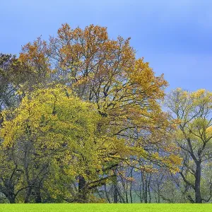 Deciduous forest, autumn colouring