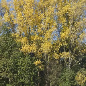 Deciduous forest in autumn, Hulser Bruch