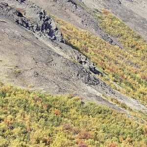 Laubwald im Herbst, Island. Laubwald im Herbst, Island.