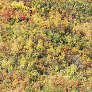 Laubwald im Herbst, Island. Laubwald im Herbst, Island.