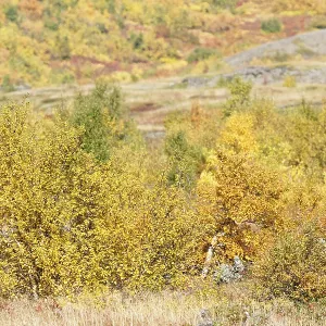 Laubwald im Herbst, Island. Laubwald im Herbst, Island.