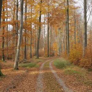 Deciduous forest in autumn, Spessart Deciduous forest in autumn, Spessart