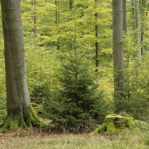 Deciduous forest in autumn, Spessart Deciduous forest in autumn, Spessart