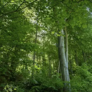 Deciduous forest with beech and maple trees