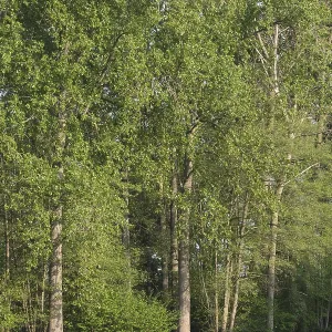 Deciduous forest with black poplar (Populus nigra)