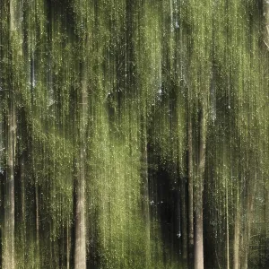 Deciduous forest with black poplar (Populus nigra)