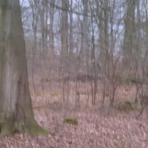 Deciduous forest, blurred, long exposure