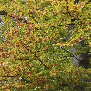 Deciduous forest with copper beech (Fagus silvatica) Deciduous forest with copper beech (Fagus silvatica)
