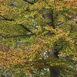Deciduous forest with copper beech (Fagus silvatica) Deciduous forest with copper beech (Fagus silvatica)