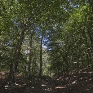 Deciduous forest with copper beech (Fagus silvatica)