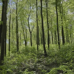 Deciduous forest with copper beech (Fagus silvatica)
