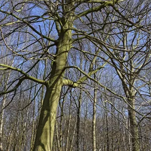 Deciduous forest with copper beech (Fagus silvatica)