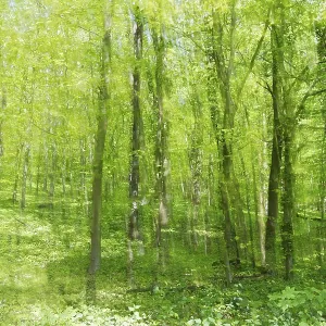 Deciduous forest with copper beech (Fagus silvatica)